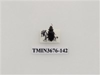 藏品(步行蟲(2))的圖片